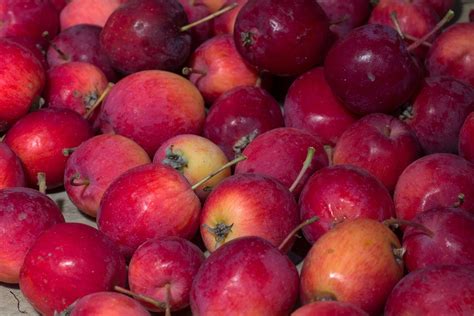 Fruit Apples Red Free Photo On Pixabay Pixabay