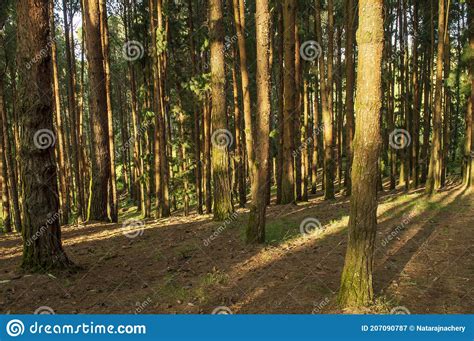 Pine Tree Forest During Sunrise In Ooty Stock Image Image Of Cloud