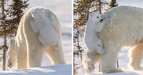 53 Cute Baby Polar Bears Celebrate International Polar