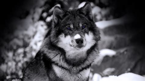 Free wolf wallpaper for desktop, awesome wolf backgrounds 1920ã—1200 wolf wallpapers. Download Animals Wolf Wallpaper 1920x1080 | Wallpoper #292317