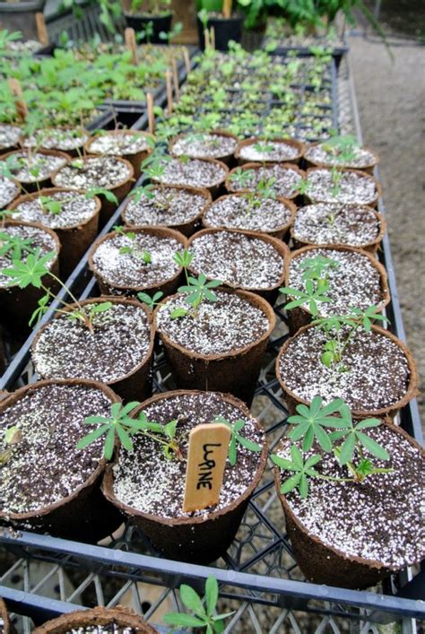 Caring For Seedlings In My Greenhouse The Martha Stewart Blog