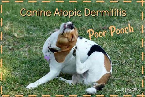 Canine Atopic Dermatitis 11 Amazing Remedies To Help Your Dog