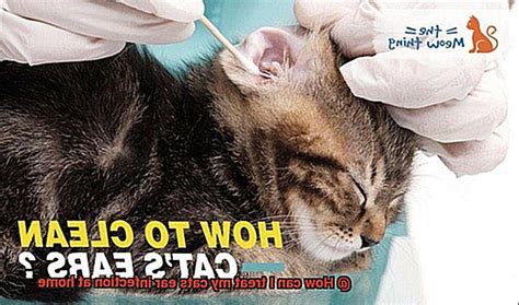 How Can I Treat My Cats Ear Infection At Home