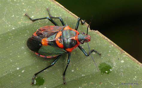 Flickrp2apuynk Shield Bug Pentatomidae From Ecuador