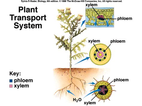 Transport system in plant consists of tubes ( vessels ) of cells, adapted to. 4_GB_22_Cla_Pla_J_Spr2003