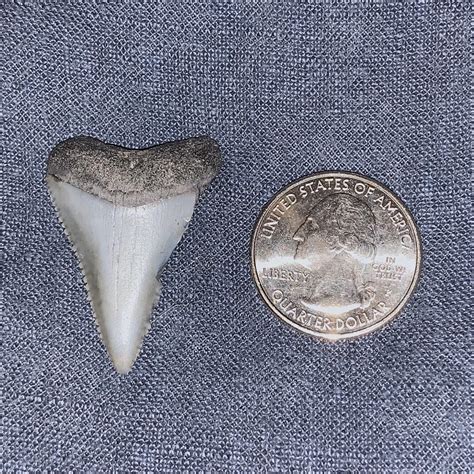 What Shark Did This Tooth Belong To Found On Folly Beach Sc R Fossilid