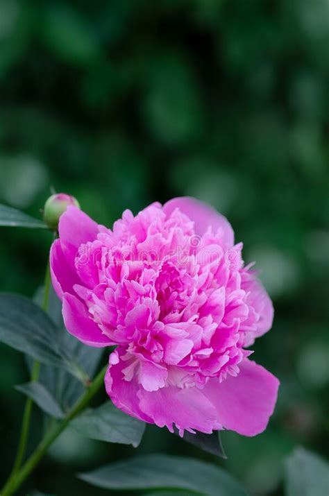 Pink Peony With Green Leaves On Blurry Bokeh Background Landscape With
