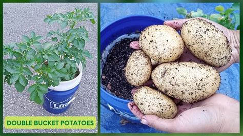 Experiment Growing Hydroponic Potatoes In Double Bucket Kratky Method