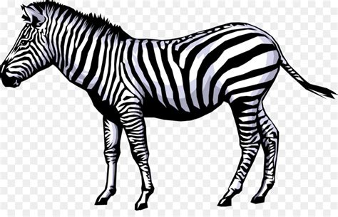 Zebra Animasi Kelucuan Gambar Png