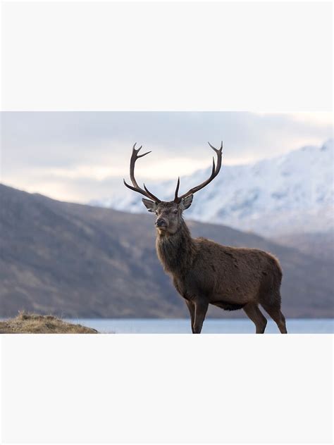 Red Deer Stag In Highland Scotland Art Print For Sale By Derekbeattie