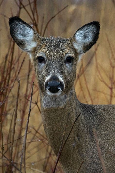 Hi There White Tail Deer Lake Erie Metro Park Brownstow Flickr