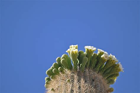 Saguaro Cactus Crown In Bloom Flickr Photo Sharing