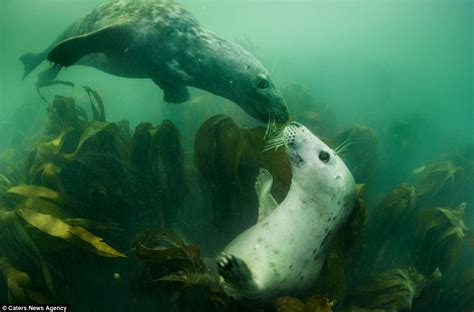 I Said No Pictures Playful Seal Bares Fearsome Set Of Teeth As It