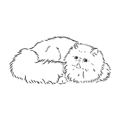 premium vector hand drawing persian cat vector version persian cat vector sketch