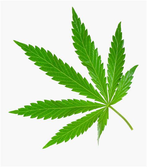 Best Free Cannabis Icon Clipart Cannabis Png Free