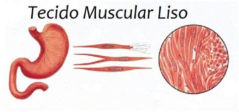 Tecido Muscular Liso Https Bioquimicadoexercicio Wordpress Com 2013