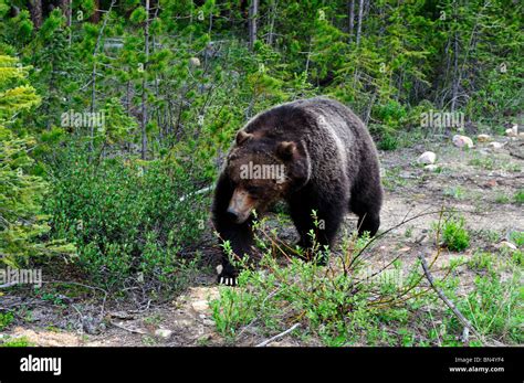 An Adult Grizzly Bear In The Wild Banff National Park Alberta Canada