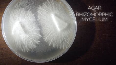 Rhizomorphic Mycelium Agar Plates Mea Mya Dish Or No Pour Jar Recipe