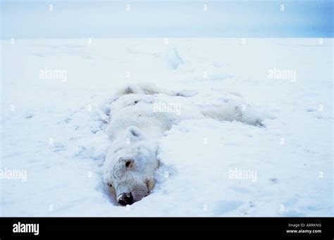 Dead Polar Bear Hi Res Stock Photography And Images Alamy