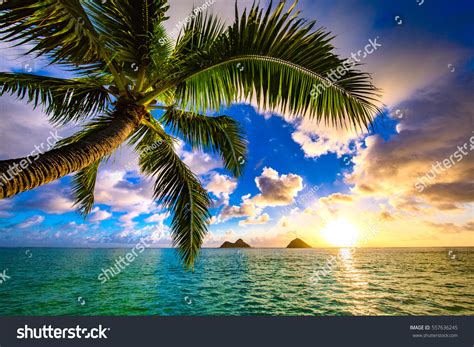 Beautiful Lanikai Kailua Sunrise Hawaii Stock Photo 557636245