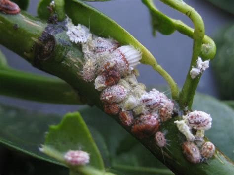 Of agriculture and stock, queensland. The Farmer Fred® Rant: Controlling Sooty Mold