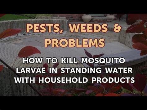 The very same chlorine bleach you use to whiten your laundry and sanitize your tools can also triple as a pesticide if you have animals on your property, you might want to choose a safer, less toxic alternative to killing mosquito larvae. How to Kill Mosquito Larvae in Standing Water With ...