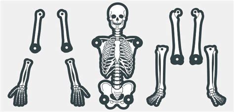 Create Your Own Skeleton Skeleton Template