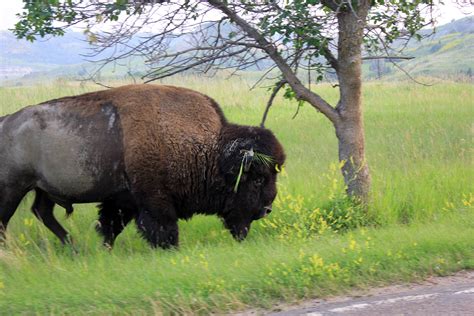 Free photo: Wild Bisons - Animal, Bison, Landscape - Free ...