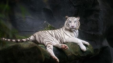 White Bengal Tiger 4k Wallpaper Zoo Cave White Tiger Wild 5k