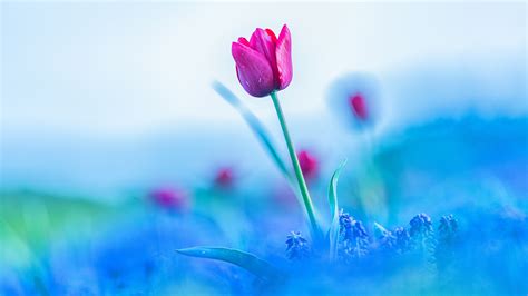 Colorful Flowers Plants Blue Tulips 2560x1440 Wallpaper