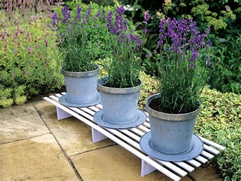 How To Grow English Lavender For Home Grown Stress Relief And More