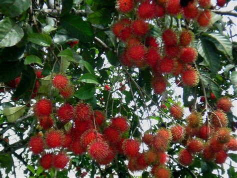 Several types of fungi may attack the fruit of the plum tree and either damage or ruin the plums, causing an early fruit drop. Fruit Trees - Home Gardening Apple, Cherry, Pear, Plum ...