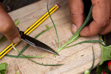 Taking Cuttings Bbc Gardeners World Magazine