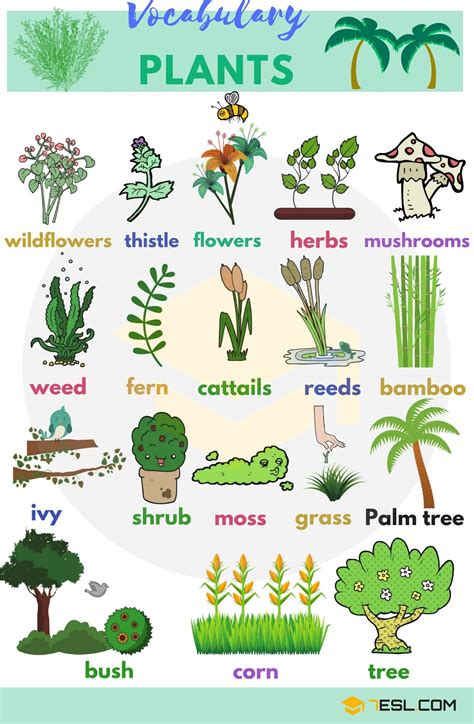 Different Types Of Plants With Names And Pictures Octopussgardencafe