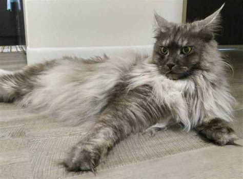 Silver Maine Coon The Ultimate Guide Maine Coon Hawaii
