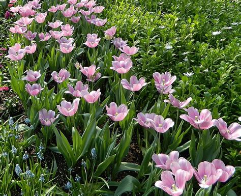 Hd Wallpaper Pink Tulip Flowers Muscari Tulips Flowerbed Green