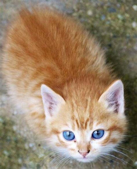 Blue Eyed Ginger Blue Eyes Critter Cats Ginger Animals Gatos