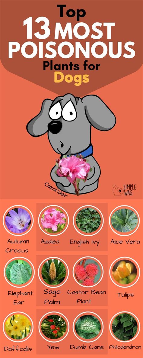 If you want to avoid the ones above, here are a few good ones that not only look beautiful, they have some great benefits. 13 most poisonous plants for dogs | Dog health tips ...