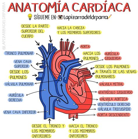 Alegre Tolerancia Siete Y Media Anatomia Cardiaca Imagenes Caridad