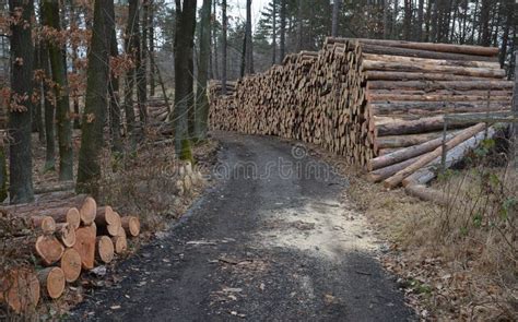Huge Pile Of Logs From Forests In The Highlands Of The Czech Land