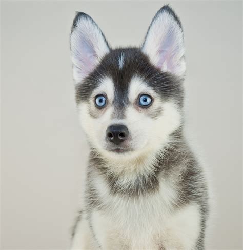 Individuals seeking to purchase a pomsky puppy will discover that puppies possessing colors and markings typically associated with the siberian husky fetch a premium. Pomeranian Husky (Pomsky): Price, Pictures, Breeders ...