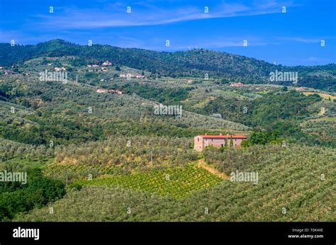 Green Tuscan Countryside With Vineyards Olive Groves Woods Farms And