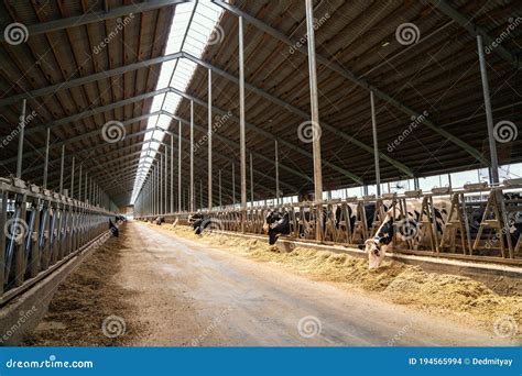 Dairy Farm With Milking Cows In Barn Industrial Modern Breeding Cattle