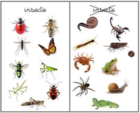 Insectes Maternelle