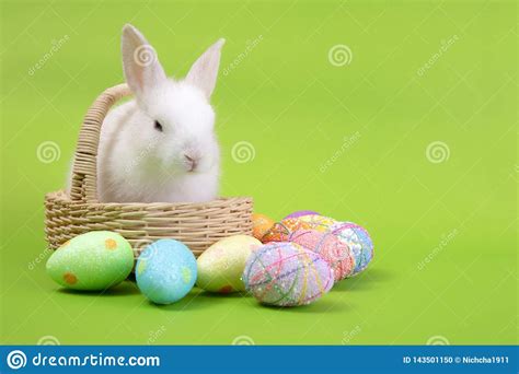 Happy Easter Eggs Collection Cute White Rabbit Bunny And Brown Rabbit