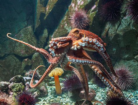 New Research Reveals Why Some Octopuses Punch Fish Big Think
