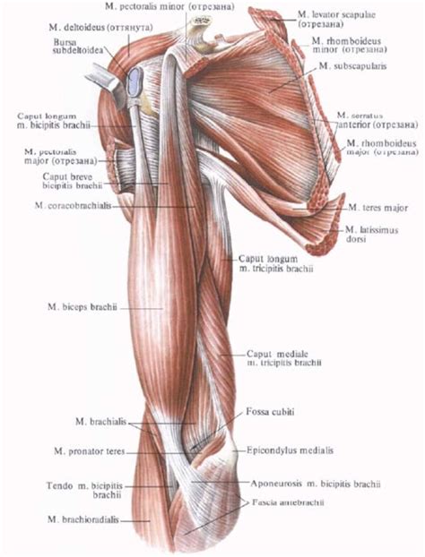 The muscular system is made up of specialized cells called muscle fibers. Anterior muscles of the shoulder girdle and arm | Shoulder ...