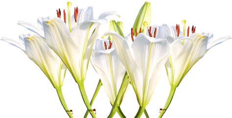 Easter White Lilies Png Image Background Png Arts