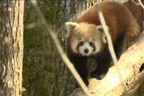 Des Pandas Roux Nouveaux Pensionnaires Du Parc Animalier De Sainte Croix