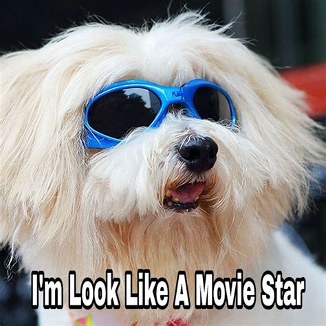 Funny Dogs Memes Dog Sunglasses Dog Goggles Pet Dogs Puppies